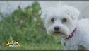 La storia di Lola, una cagnolina rapita