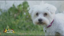La storia di Lola, una cagnolina rapita