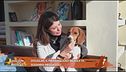 Douglas, il meraviglioso beagle di Susanna Messaggio