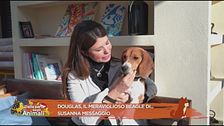 Douglas, il meraviglioso beagle di Susanna Messaggio