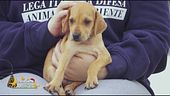 La cucciolina Tosca