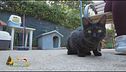 Il gatto Baghera cerca casa