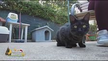 Il gatto Baghera cerca casa