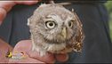 Il meraviglioso mondo degli animali selvatici