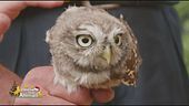 Il meraviglioso mondo degli animali selvatici