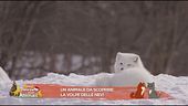 Un animale da scoprire: la volpe delle nevi