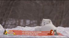 Un animale da scoprire: la volpe delle nevi
