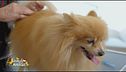 La perfetta toelettatura del cane