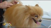 La perfetta toelettatura del cane