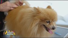 La perfetta toelettatura del cane