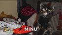E' stata smarrità Minù