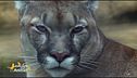 Il puma