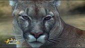 Il puma