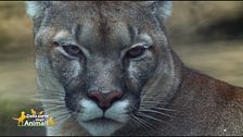 Il puma