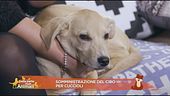 Somministrazione del cibo per cuccioli