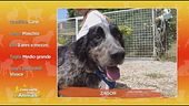 Zagor