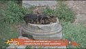I gatti della colonia di Torre Argentina