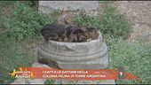 I gatti della colonia di Torre Argentina