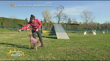 Le attività per un cane anziano