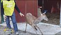 Battista, un giovane cervo salvato