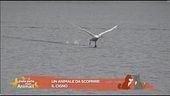 Un animale da scoprire: il cigno