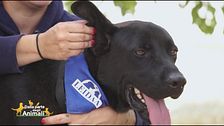 Nerone