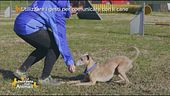 Utilizzare i gesti per comunicare con il cane