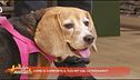 Come si comporta il tuo pet dal veterinario?