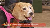 Come si comporta il tuo pet dal veterinario?