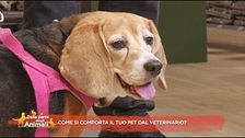 Come si comporta il tuo pet dal veterinario?