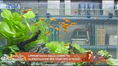 L'importanza della corretta alimentazione per ogni tipo di pesce