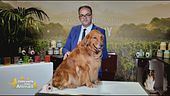 Il profumo per il cane
