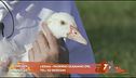 L'oca Valentina e la piccola Bia
