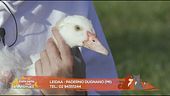 L'oca Valentina e la piccola Bia