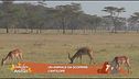 Un animale da scoprire: l'antilope