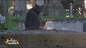 I gatti del Verano