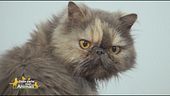 La gatta Minù cerca tanto amore e coccole