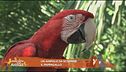 Un animale da scoprire: il pappagallo