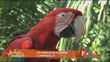 Un animale da scoprire: il pappagallo
