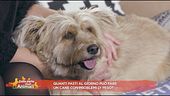 Quanti pasti al giorno può fare un cane con problemi di peso?