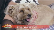 Quanti pasti al giorno può fare un cane con problemi di peso?
