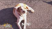 E' stato smarrito Nini