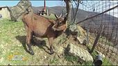 Morgana, una capretta socievole