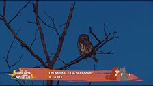 Un animale da scoprire: il gufo