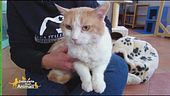 Cotone, un micione speciale