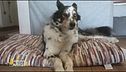 Il cane combina guai in casa? Ecco perché e come risolvere