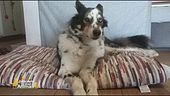 Il cane combina guai in casa? Ecco perché e come risolvere