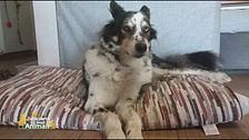 Il cane combina guai in casa? Ecco perché e come risolvere