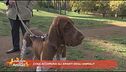 Cosa accomuna gli amanti degli animali?