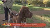 Cosa accomuna gli amanti degli animali?